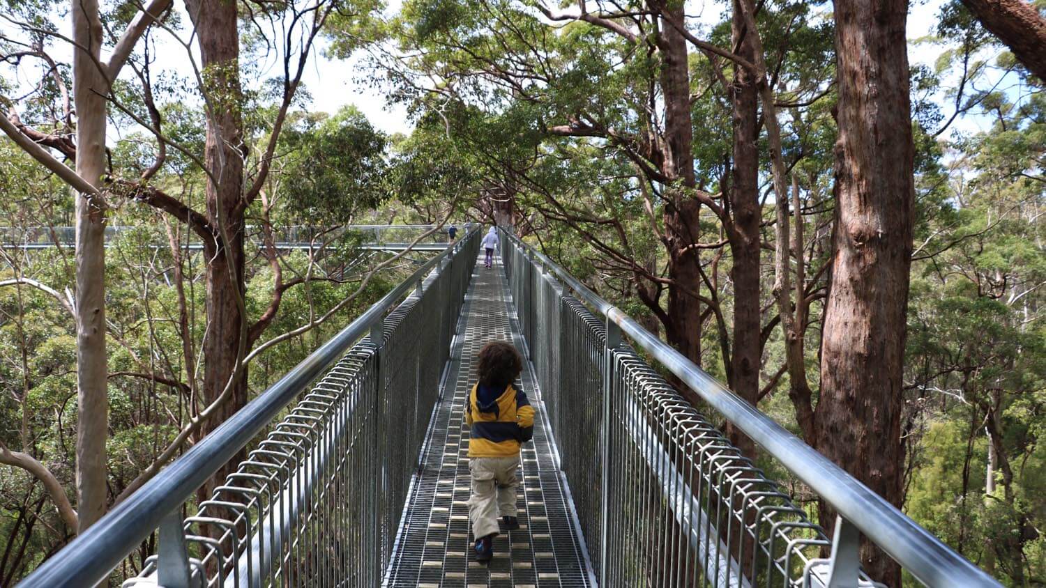 valley of the giants tree top walk reviews