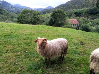 venta de ovejas en cantabria