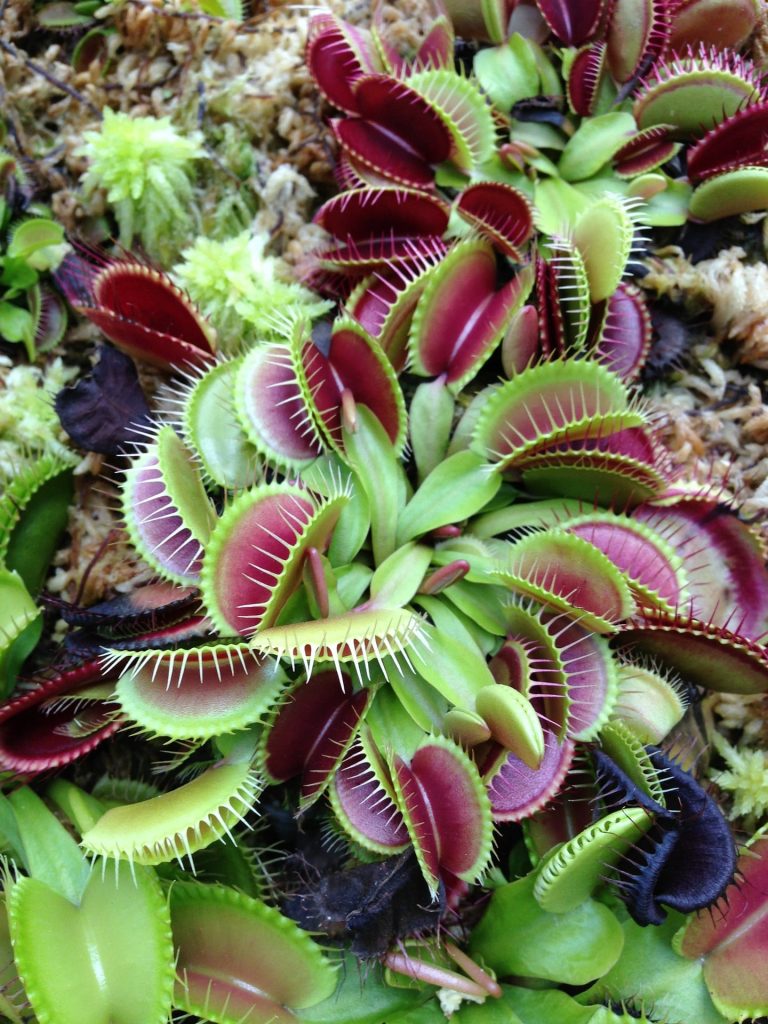 venus fly trap vancouver