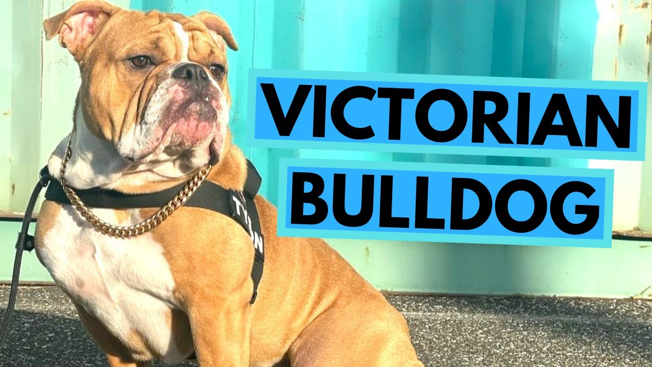 victorian bulldog vs olde english bulldog