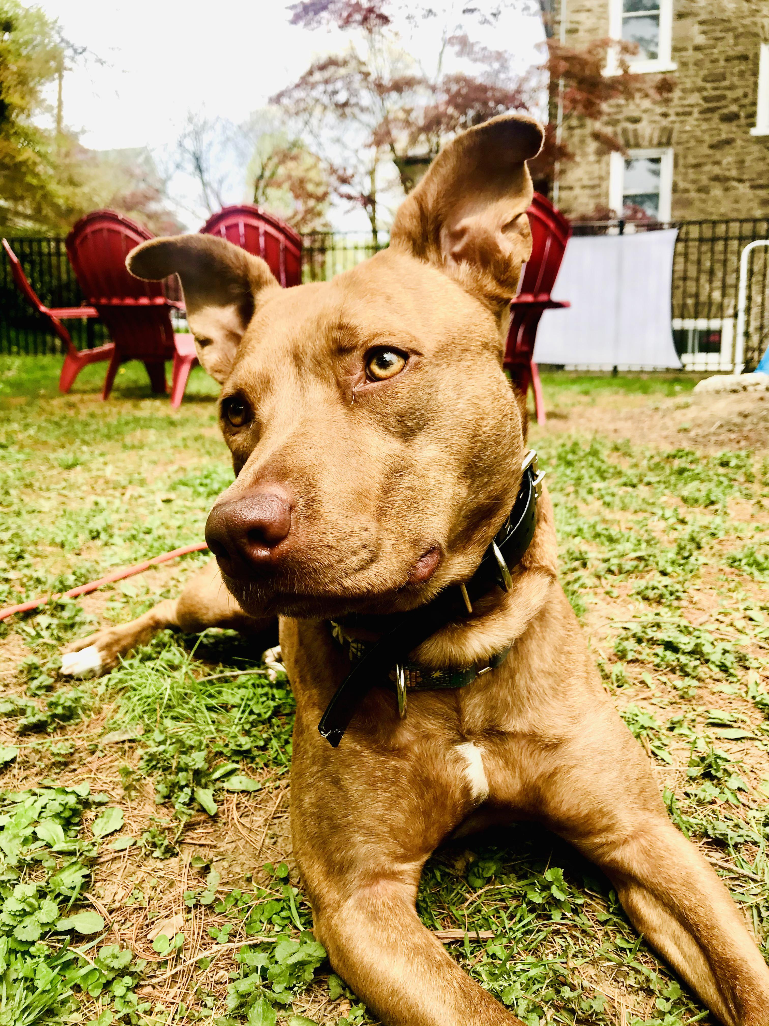 vizsla-pitbull mix dog