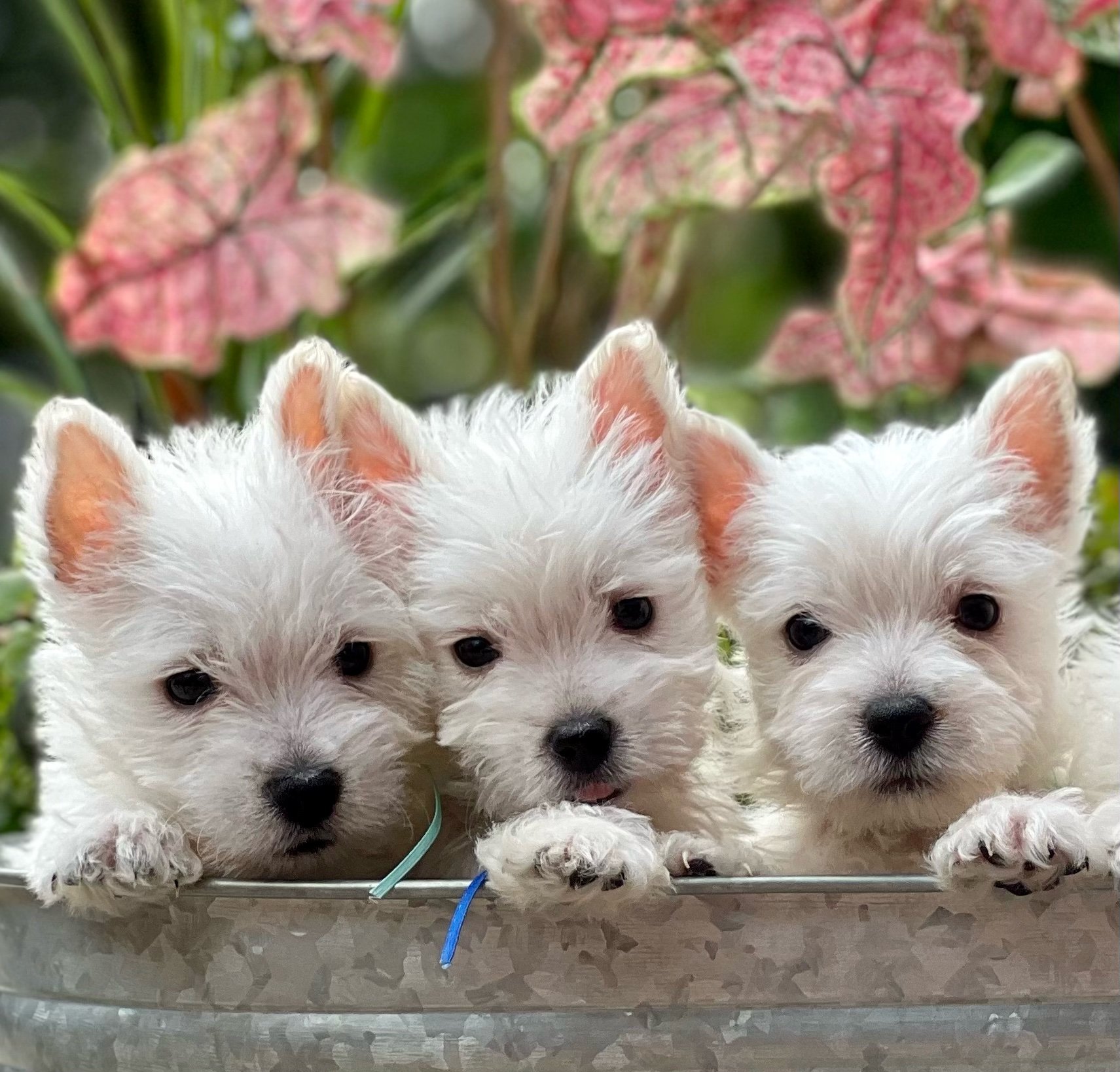 westies for sale scotland