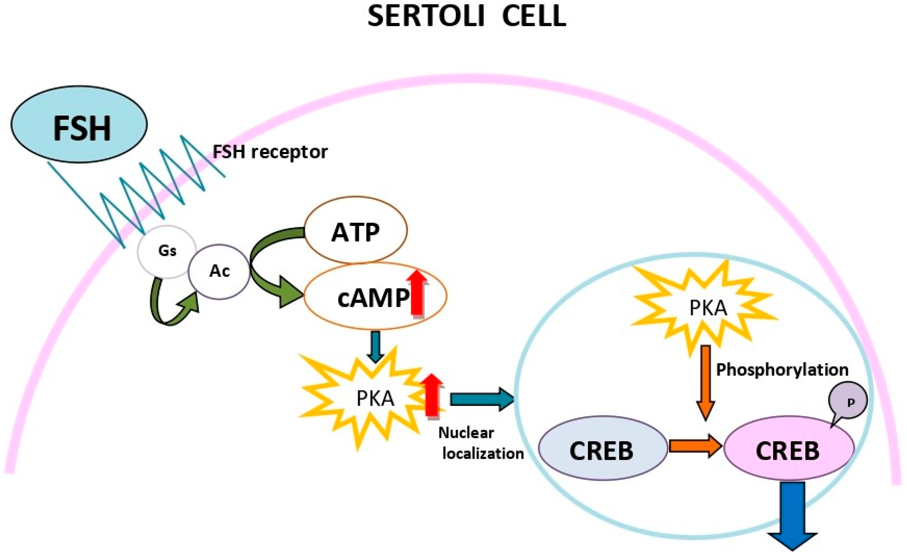 what is cyclic amp