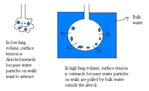 what is pulmonary surfactant