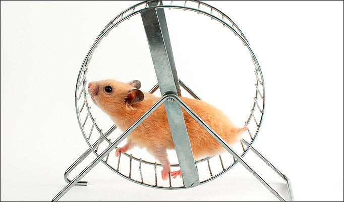 wheel for hamsters