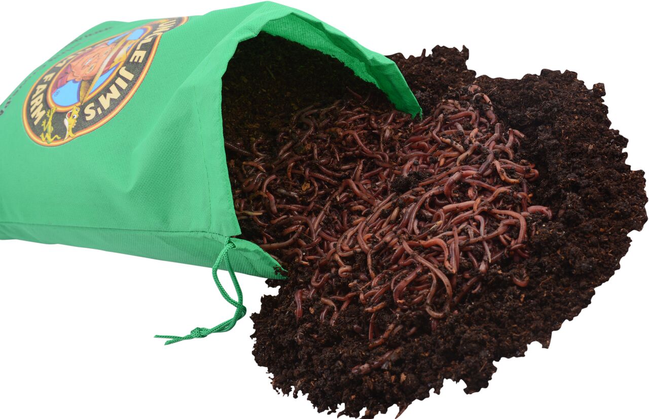 where to buy worms near me