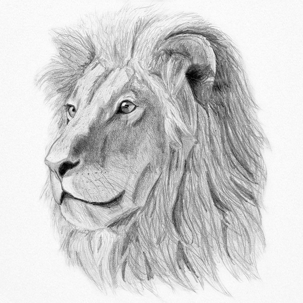 wild animals pencil drawing