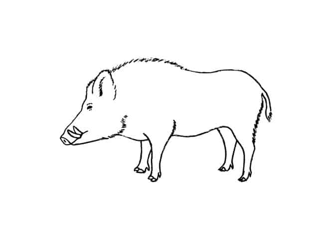 wild boar drawing