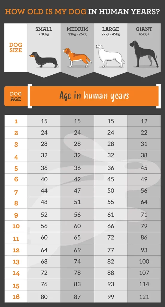 years in dog years chart