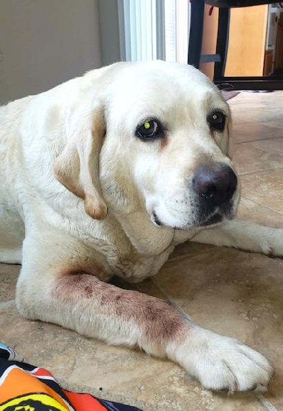 yellow lab for adoption near me