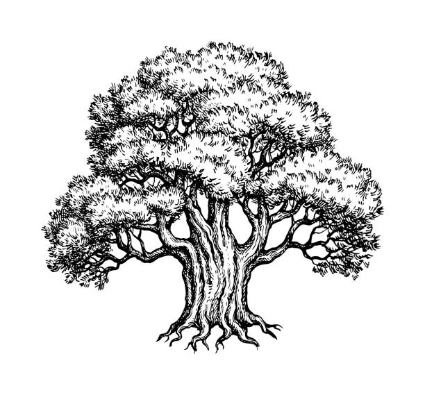 yew tree drawing