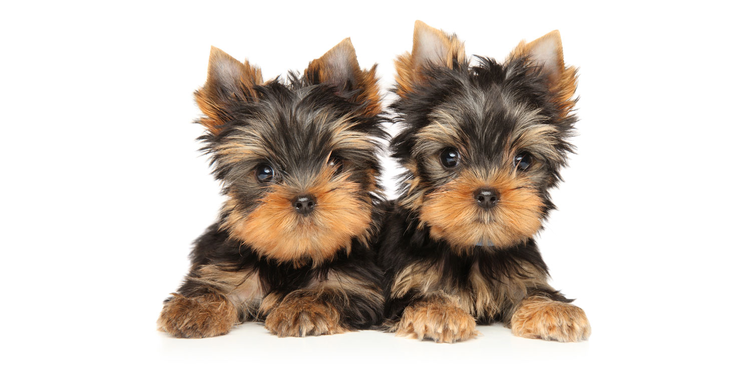 yorkies for sale near me