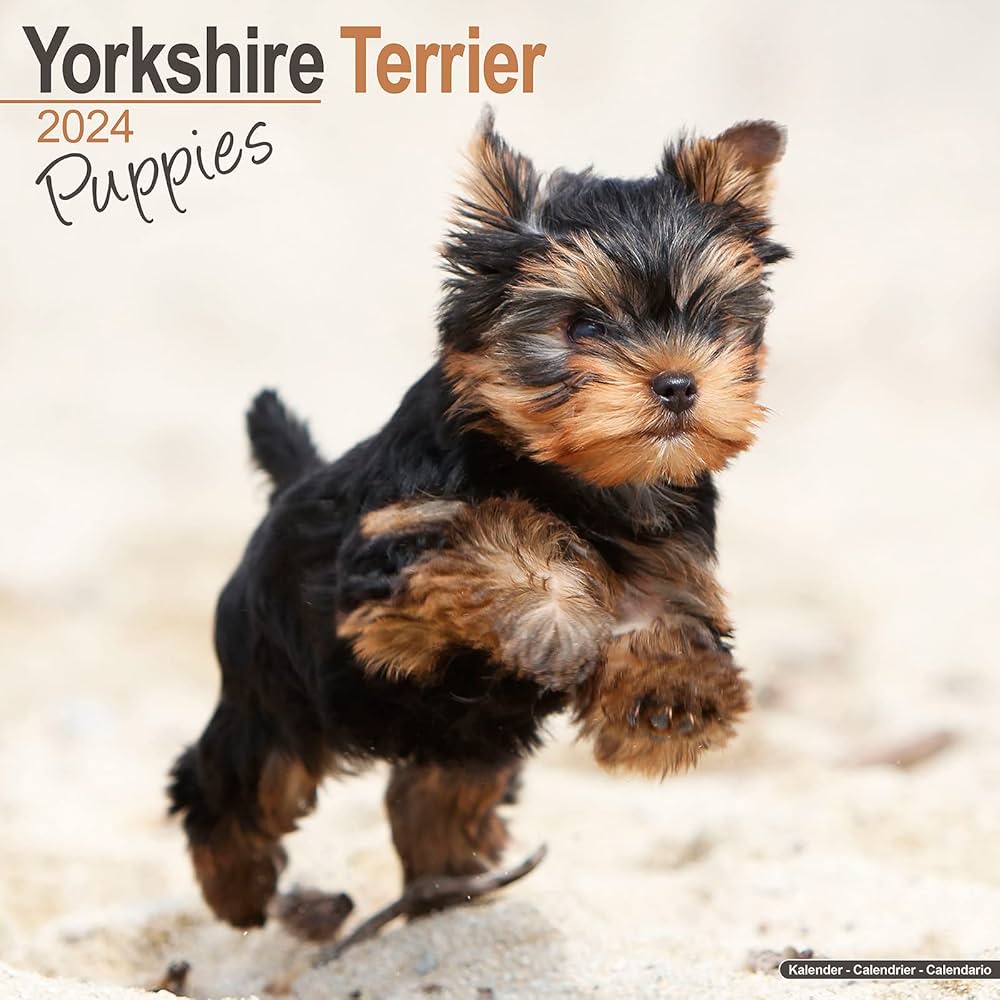 yorkshire terrier puppies