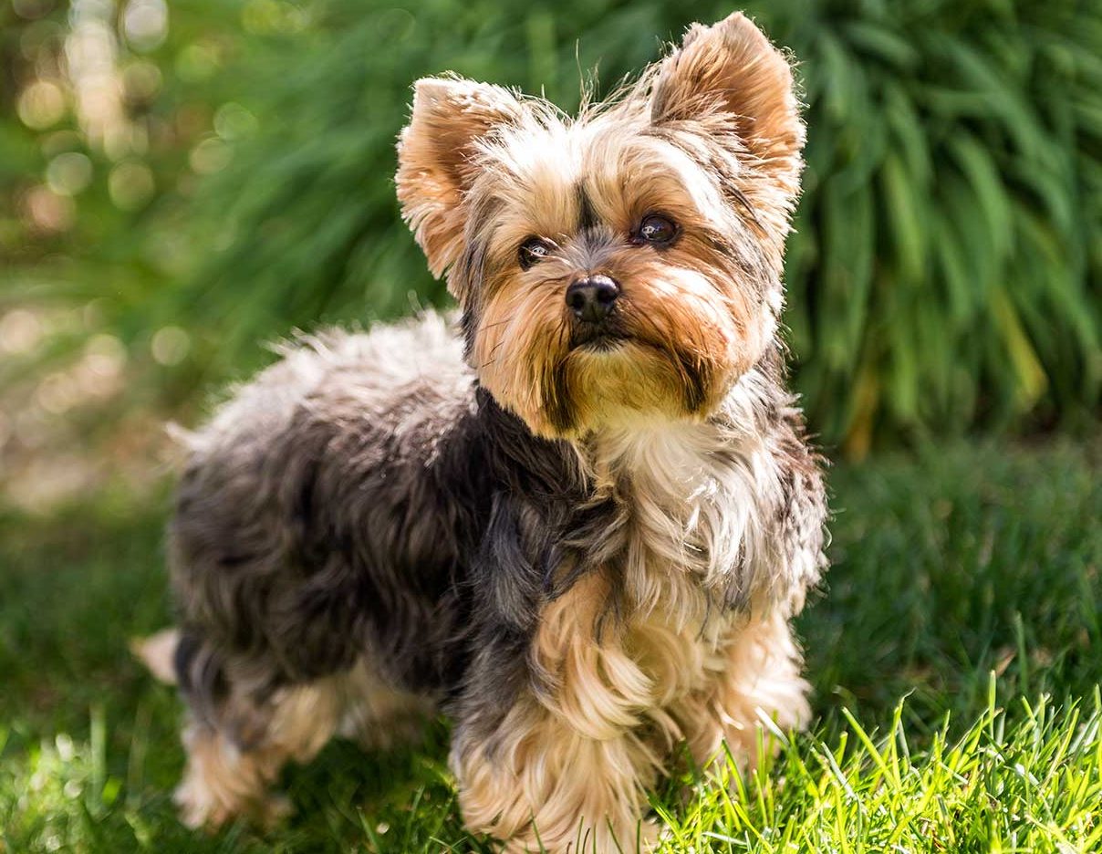 yorkshire terrier sale