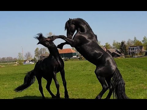 youtube friesian horses