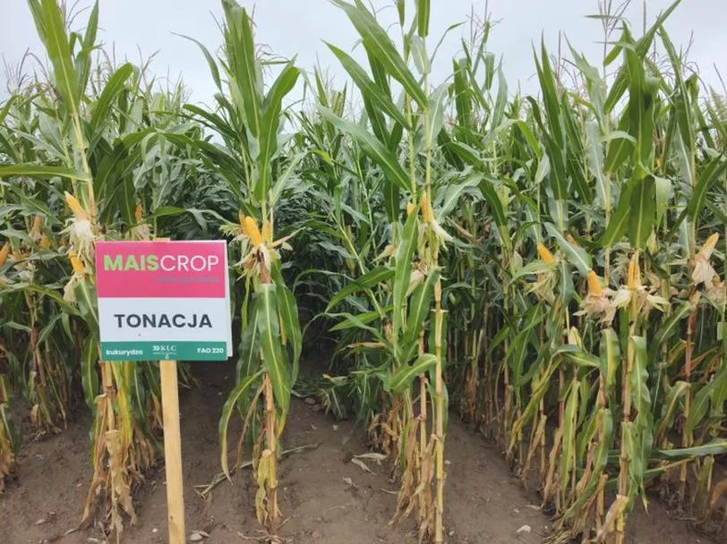 Tonacja w muzyce